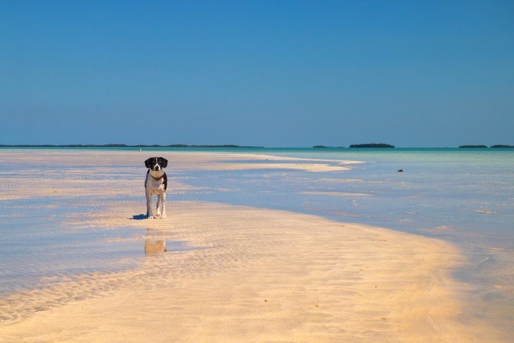 Discover the Best Florida Keys Pet-Friendly Rentals