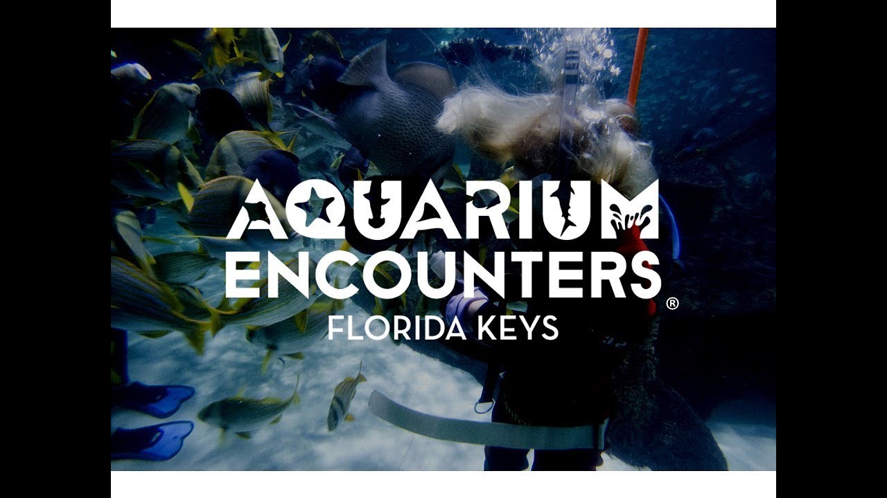 Coral Reef Encounter