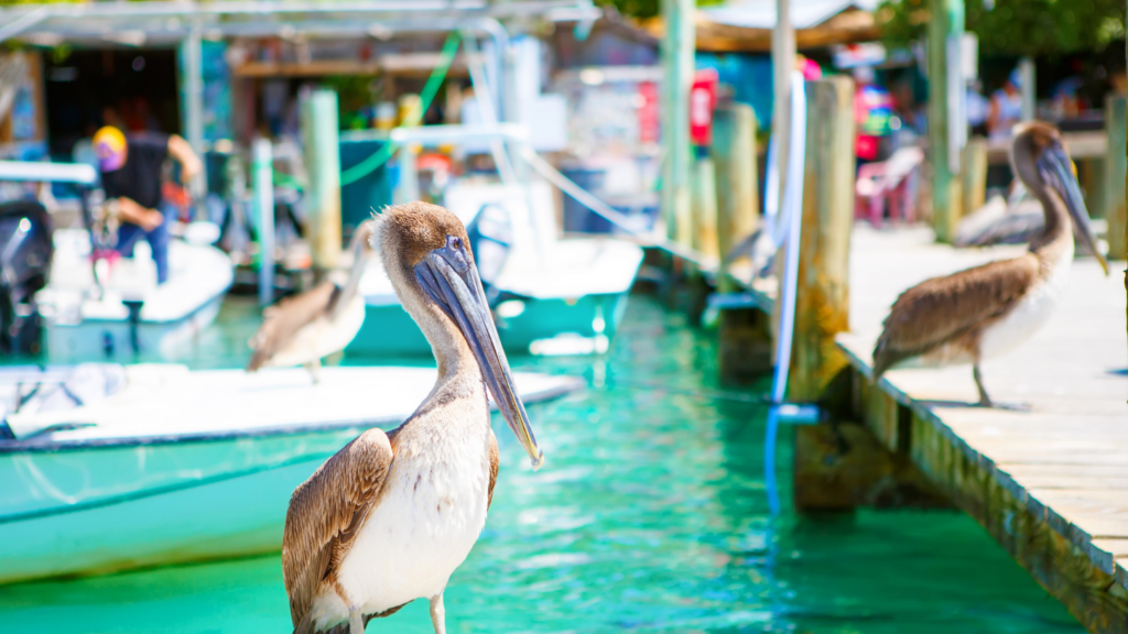 Adventures Abound: Water Sports Activities