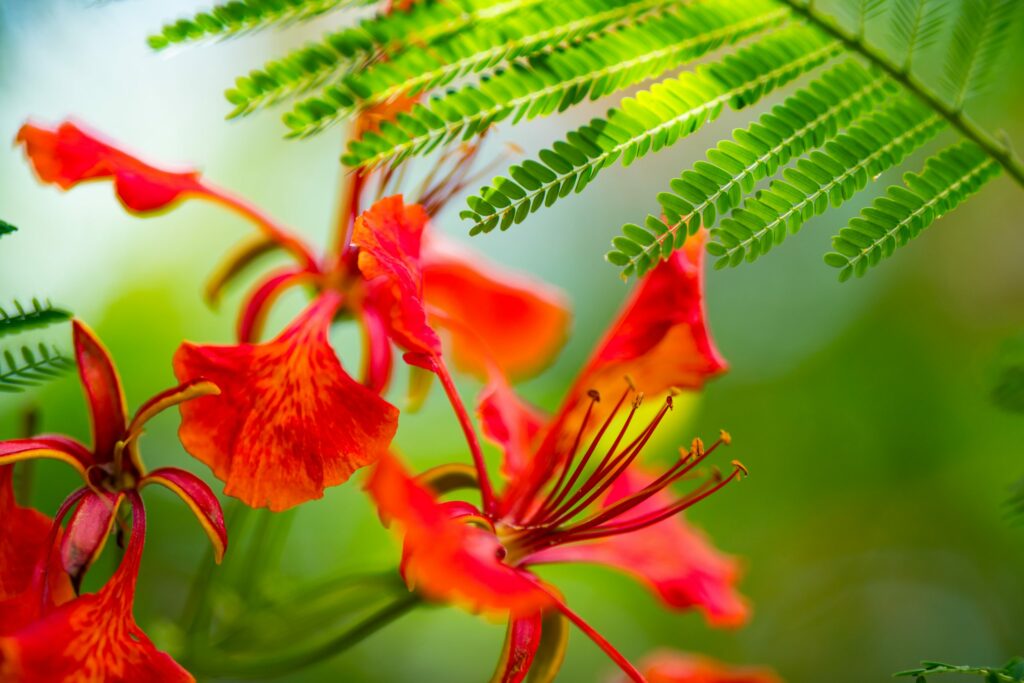 flowers in bloom