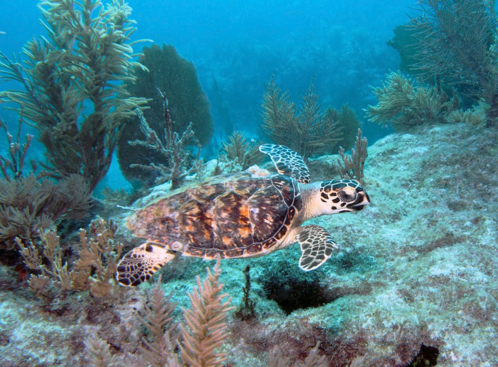 sea turtle swimming underwater in Key Largo, FL
